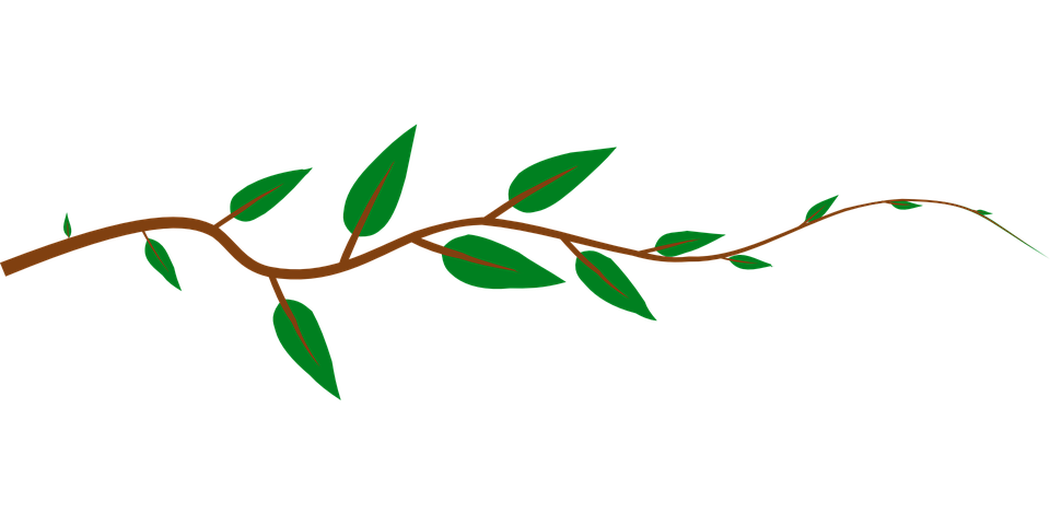 vine-146978_960_720